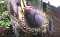 Unik! Pohon Pisang di Mataram Berbuah di Tengah Batang