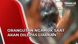 Orangutan Jantan Ngamuk saat Akan Dilepas Liarkan Petugas BKSDA