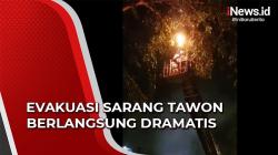 Evakuasi Sarang Tawon di Kota Medan Berlangsung Dramatis