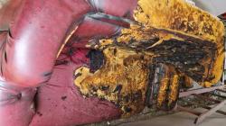 Sepele, Ini Alasan Adik Bakar Kakak Kandung hingga Tewas