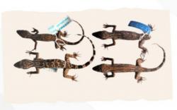 Cecak Jarilengkung Jenis Baru dari Pulau Obi Malut Diidentifikasi Badan Riset