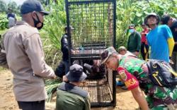 Kerangkeng Besi Ini Dipasang untuk Tangkap Buaya Pemangsa Manusia