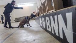 Intip Latihan Anjing Pelacak BNN Mencari Narkoba