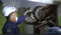 2 Ular Sanca Kembang Dievakuasi Petugas Damkar di Parongpong dan Ngamprah KBB<