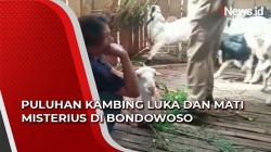 Video Puluhan Kambing Luka dan Mati Misterius di Bondowoso