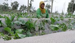 Abu Vulkanik Gunung Merapi Selimuti Desa Babadan Magelang