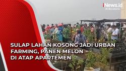 Video Sulap Lahan Kosong Jadi Urban Farming, Panen Melon di Atap Apartemen
