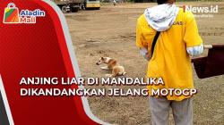 Jelang MotoGP, Anjing Liar di Sirkuit Mandalika Dikandangkan