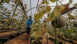 Melihat Budi Daya Melon di Argu Edu Wisata Cilangkap