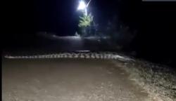 Heboh Ular Raksasa Melintas di Jalan Desa Bojonegoro, Warga: Itu Penunggu Sendang