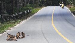 Satwa Liar Tiduran di Tengah Jalanan Menuju IKN Nusantara