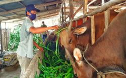 Peternak Rugi Besar, Belasan Sapi di Lahat Mati Terserang Virus Jembrana<