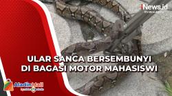 Ngeri, Ular Sanca Bersembunyi di Bagasi Motor Mahasiswi