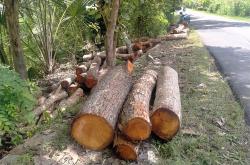 Aksi Pencurian Kayu Gegerkan Warga Kulonprogo, Pelaku Tebangi 34 Pohon