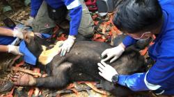 Kasihan, Beruang Madu di Aceh Terluka Usai Terperangkap Jerat Babi Hutan