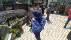 Buaya Peliharaan Lepas Gegerkan Warga Klaten, Sempat Berkeliaran di Sawah 