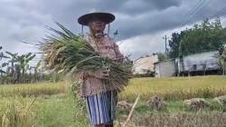 Lahan Terdampak Kebocoran Pipa Minyak di Blora, Petani Minta Ganti 