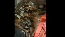 Penemuan Kerangka Manusia WNA di Bali, Korban Diperkirakan Meninggal 2015-2016