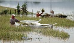Petani Gagal Panen akibat Ratusan Hektare Padi Rusak Terendam Banjir