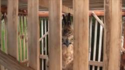 Sempat Dirawat Warga, Elang Jawa Terluka Setelah Berkelahi Dievakuasi BKSDA Jatim 