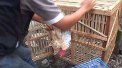 Elang Jawa Berkelahi Sengit hingga Terjatuh, Satu Kembali Terbang Satu Terluka Dibawa Warga