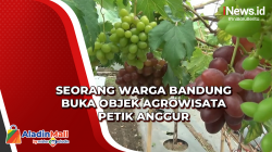 Seorang Warga Bandung Buka Objek Agrowisata Petik Anggur