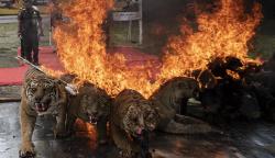 Penampakan Offset Harimau-Macan Dilindungi Dibakar BKSDA Sumsel<
