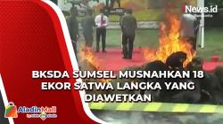 Video BKSDA Sumsel Musnahkan 18  Ekor Satwa Langka yang Diawetka<