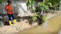 Unik, Perantau di Padang Pariaman Pakai Selokan Sawah untuk Budidaya Ikan Koi