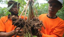 Desa Wisata Ini Produksi 5 Ton Jahe Sekali Panen