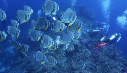 Indahnya Wisata Bawah Laut Wakatobi Memiliki 750 Spesies Terumbu Karang