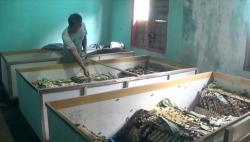   Telur Jangkrik Ternyata Bisa Hasilkan Cuan hingga Jutaan Rupiah