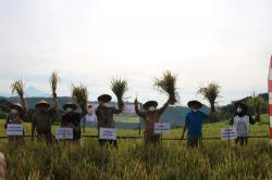 Subur, Sawah Tadah Hujan di Kulonprogo Hasilkan 9,8 Ton Gabah Kering Giling per Hektare