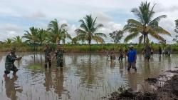 Momen Satgas Yonif 315 Garuda dan Petani Tanam Padi di Distrik Kimaam Papua