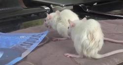 Dinilai Lambat Tangani Kasus Korupsi, Kejari Palopo Dapat Hadiah 2 Tikus Putih<