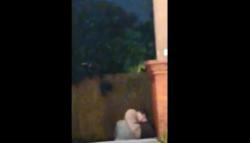 Viral Video Mesum Sepasang Remaja di Alun-Alun Mojokerto