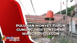 Puluhan Monyet Turun Gunung jadi Tontonan Warga di Cilegon