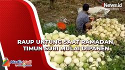 Raup Untung saat Ramadan, Timun Suri Mulai Dipanen