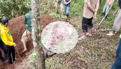 Curi Kerbau Modus Potong di Tempat Marak di Garut, Kepala dan Tulang Ditinggal   
