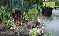 Jakarta Hujan Angin, 6 Pohon Tumbang di Jakbar