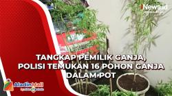 Tangkap Pemilik Ganja di Sukabumi, Polisi Temukan 16 Pohon Ganja dalam Pot