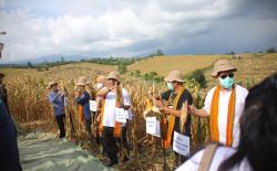 Surplus Jagung,  Pengusaha Minta Solusi Gubernur NTB<