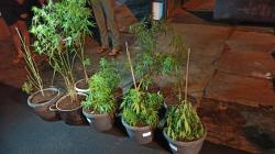 Gerebek Rumah di Sukabumi, Polisi Temukan Ganja Ditanam di Pot<