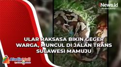 Video Ular Raksasa Bikin Geger Warga, Muncul di Jalan Trans Sulawesi Mamuju