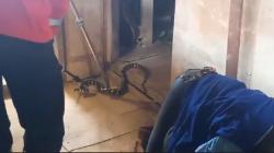 Menegangkan Evakuasi Ular Weling di Rumah Warga, Petugas : Berbisa Sangat Berbahaya