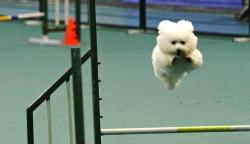 Lucunya Puluhan Anjing Ikuti Lomba Ketangkasan Melewati 16 Rintangan