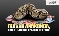 Ternak Anakonda, Pria di Bali Ini Bisa Jual Ular Rp5 Juta per Ekor