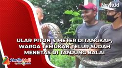 Video Ular Piton 4 Meter Ditangkap, Warga Temukan Telur Sudah Menetas di Tanjung Balai