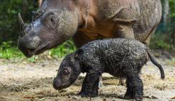 Badak Sumatera Lahir di Taman Nasional Way Kambas
