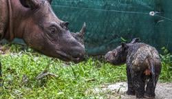 Kenalkan Sedah Mirah, Anak Badak Betina di Taman Nasional Way Kambas<